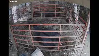 calving barn cameras