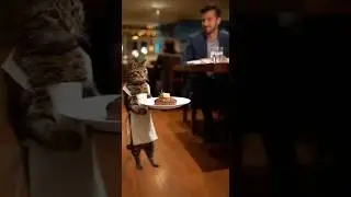 Angry Waiter Cat Has a Meltdown in a Fancy Restaurant | Hilarious Short Film