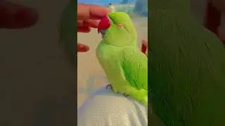 mithu nind aa rahi hai #parrot #funny #comedy #talkingparrot #greenparrot #funnyanimal #funnybird