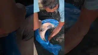 How to Squeeze Fish the Right Way for Egg Harvesting