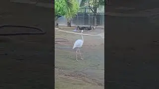 Adorable white flamingo 😍#viral #birds #minivlog #parrot #shortvideo #funny #flamengo