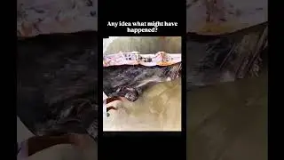 strange Ocean 🌊👀#shorts #ocean #strange ##sunfish #ytshorts #explore