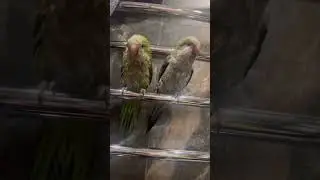 Parrots Warm Up on Towel Rail! 🦜🔥 Papageien w&auml;rmen sich am Handtuchhalter! 🦜🔥 #birds #vogel