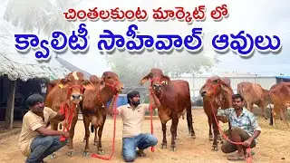 చింతలకుంట మార్కెట్ లో క్వాలిటీ సాహీవాల్ ఆవులు | Quality Sahiwal Cows 