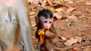 No Milk But Baby Has Banana For Instead