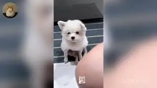 Funny ANIMALS videos 😂 | Funniest Cats and Dogs 2025 🐶😼 Part 54