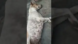 Street dog reaction 🤣😂why 🤔🤔🤔#subscribe #dog #doglover #funny #shorts
