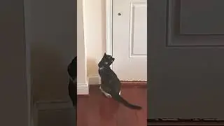I have never seen a kitty more excited for a morning walk than her shiba sister😉  #cat #dog