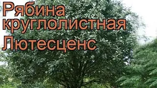 Рябина круглолистная Лютесценс (sorbus aria) 🌿 Лютесценс обзор: как сажать, саженцы рябины Лютесценс