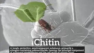 How to Say Chitin in English? | What is Chitin? | How Does Chitin Look?