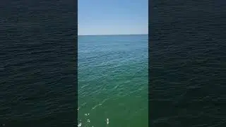 relaxing with my dolphins #fun #trending #viral #marinelife #dolphin #love