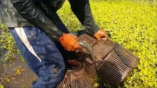 Net Fishing in Battambang | Cambodia Traditional Fishing | Khmer Cast Net Fishing [NFC001]