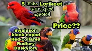 5 വ്യത്യസ്ത തരം ലോറികീറ്റ് പെയറുകൾ  | sn pet world  #petlover #indianpets #kerala #lorikeet