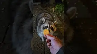 Skunk feeding singalong 🎵