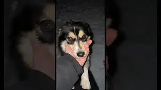 sin city was NOT made for her.. #dog #funny #cute #trending #trendingshorts #puppy #sincity