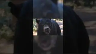 The moment that changed then💀 | 🎬 Cocaine Bear (2023)