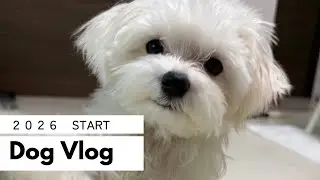 Vlog｜初めての年越し【マルチーズ】