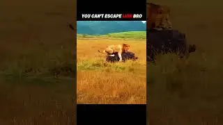 От льва не убежишь, но... #тренды #животные #дикая природа #youtubeshorts