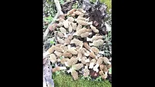 Incredible Morel Mushroom Season 2020