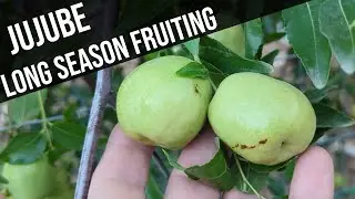 Jujube long season growth, great desert growing fruit tree, 3rd year in ground, taste test.