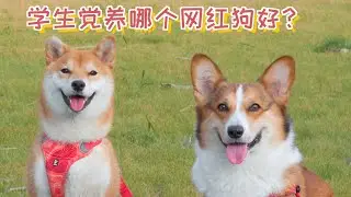 学生党养哪种网红狗好？