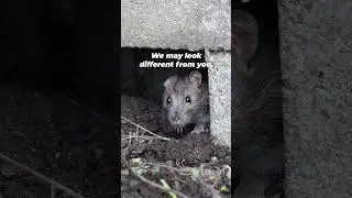 Rats Are People, Too&nbsp;🐀