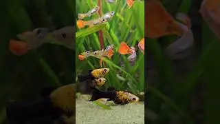 Guppies 🐟  #Shorts #Guppies #Guppy @AquariumLiveStream4U