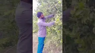 chal taqdeer #shorts #vlog #fatehshergill #farming #minivlog #kinnowplant #orange #viral #trading...