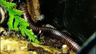 Кивсяк Mardonius Parilis acuticonus Kongo