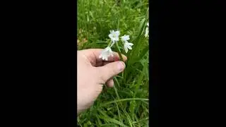 Съедобные растения Новой Зеландии &mdash; луковый сорняк/чесночный сорняк. #изучение #еда #выживание