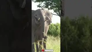 Wild Animal Races  Elephant, Ostrich, and Giraffe! #ishowspeed #viral #animals
