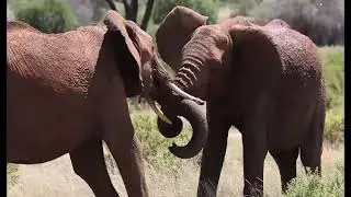 SASAAB LODGE, LAIKIPIA