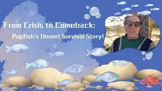 Archive of Nature&mdash;From Crisis to Comeback: Pupfish's Desert Survival Story!