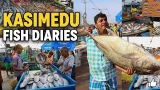 Kasimedu fish market 🐟🦈 #kasimedu #fish market #freshcatch #budgetfriendly