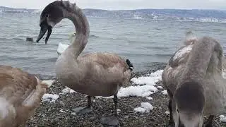 🦢Geschwister zanken sich...(siblings quarrel)