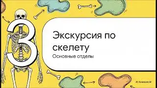 Строение скелета человека. Роль и функции опорно-двигательной системы