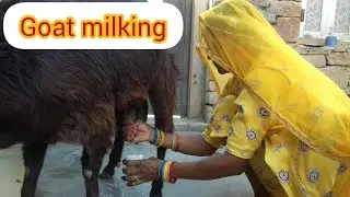 How to milk a goat || village life vlog || bakri ka dudh kaise nikalte hai.! goat milking by hand