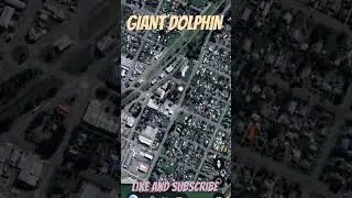 GIANT DOLPHIN 🐬#shorts #viral #ytshorts #trending @Earthsecret377 @Findwouldexploring