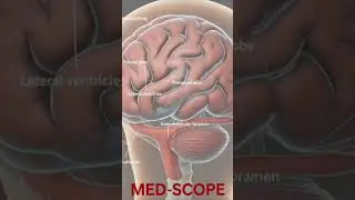 #CerebralHemisphere #BrainAnatomy #Neuroscience #MedScope  #MedicalStudent  #AnatomyMadeEasy#doctor