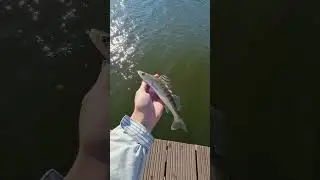 Pu&scaron;tanje smudja🎣#smudj #pecanje #dtd #jigging #spinning #catchandrelease #zander #trnding