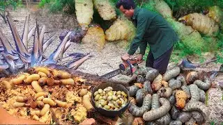 Amazing Cutting Palm Tree for Catch Palm Worms and Cooking with Coconut Juice