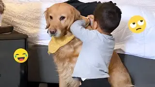 Try Not to Smile Hilarious Dogs Ever 🤣🐕 Best Dog Videos 2025 #41