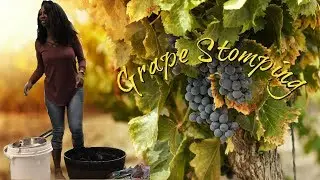 Grape Stomping | Fall fun