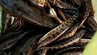 Very old traditional fishing method // you never seen // Odisha Fishing 🐟🐟🐟