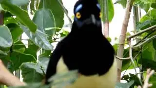 Plush-crested jay responding to Ruffed grouse call