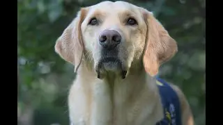 COPE SERVICE DOGS - BEHIND THE SCENES - CANINES IN THE CLASSROOM