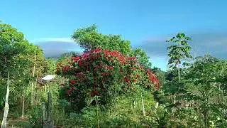 Curtindo Nosso  Sítio no Sul da Bahia - Serra do Padeiro / Ao Lado da Tribo Indígena Tupinambá 