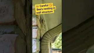 🐝#Bees nesting in wall structure #inspection #youtubeshorts #shortvideo #shorts #safetyfirst