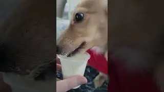 Pup Cup-aholic