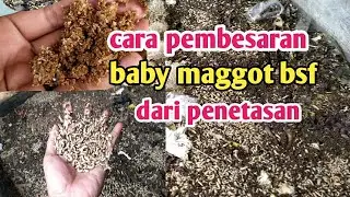 pembesaran baby maggot bsf dari penetasan || black shoulder flay